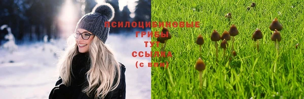 прущие грибы Алзамай
